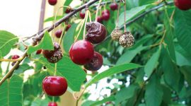 Монилиозы плодовых культур