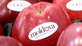УРОЖАЙ ФРУКТОВ 2018 ГОДА В МОЛДОВЕ НА 20-25% ВЫШЕ ПРОШЛОГОДНЕГО