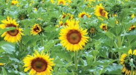 CONJUNCTURĂ NEFAVORABILĂ PE PIAȚA DE FLOAREA-SOARELUI, RECOLTĂ MARE – PREȚURI MICI