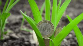 Выплачены первые cельхозсубсидии за 2018 г. на сумму 15 млн леев
