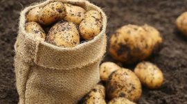 МОЛДОВА УСИЛИТ КОНТРОЛЬ НАД ИМПОРТОМ КАРТОФЕЛЯ ИЗ БЕЛАРУСИ